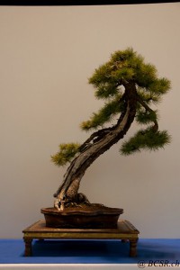 DSC_8979_(Copier)